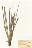 藏品(薹屬)的圖片